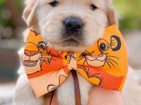 GOLDEN RETRİEVER YAVRU KÖPEKLER