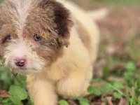 Trde nadir irklardan mini ausieedoodle yavrumuz