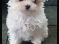 Muhteşem Kore maltese