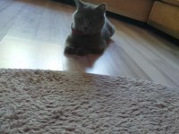 British shorthair dişi kedimiz