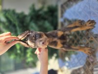 Üst kalite kızıl doberman yavrular