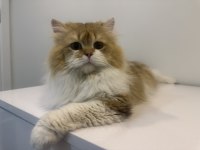 British longhair kısır oğlan