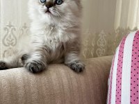 60 günlük british longhair