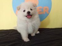 40 GÜNLÜK POMERANİAN
