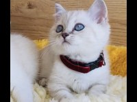 Show kalite maviş point British shorthair bebeğim 