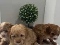 Sevimli maltipoo tüyler