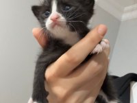 Acil yuva 3 haftalık bebek kedimiz