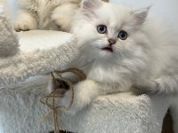 Üst kalite son erkek british longhair yavrum