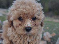 Anne altından maltipoo yavrular