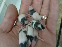 Panda Mice
