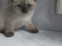Scottish fold kedimize yuva olurmusun