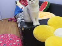 Safkan aşılı bakımlı yavru Catteryden kedimiz