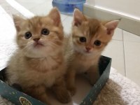 Scottish fold yavru kedilerimize yuva arıyoruz