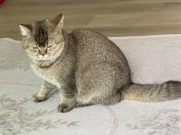 9 aylık scottish fold ve british