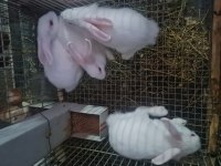 Albino Yavruları 2 aylık
