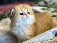 Yüksek kalite golden british longhair
