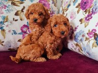 Toy Poodle bebekler Sun Kennels Üretim Çiftliği