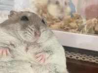 GONZALES HAMSTER YAVRULAR HERYERE GÖNDERİM VAR