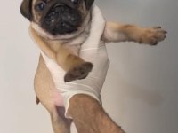 SAHİBİNDEN PUG YAVRUMUZ