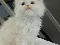 Safkan british longhair