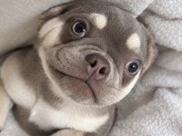 Oyuncu ve sevimli french bulldog