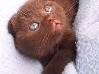 Cinnamon Erkek Scottish Fold