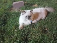 British longhair oğlumuza eş arıyoruz