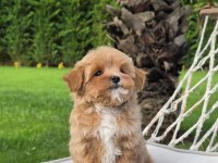 Eğitilebilir Maltipoo Yavruları ile Evinize Neşe Katın