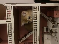 British shorthair yavrumuz için ulaşın