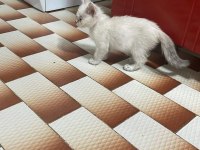 british shorthair mama karşılığı verilcektir