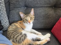 4 Aylık Kedimiz Yeni Evini Arıyor