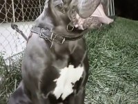 ESKİŞEHİR İÇİ YAVRU GRİ CANE CORSOLAR