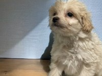 Evinizin Neşesi Maltipoo