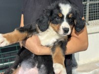 Petmode köpek çiftliğinde ziyarete açık bernese dog