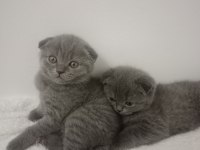 british shorthair minnoşlar yavru kediler 55 günlük
