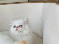 Mavi göz exotic longhair