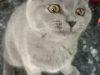 2 AYLIK KÜÇÜK PATI MİNİK ELLER BRİTİSH LONGHAİR