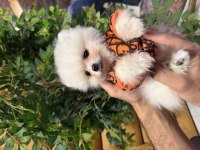 Çiftlikten Kore Pomeranian Yavruları