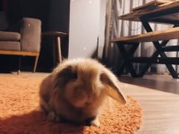 4 yaşında lop tavşanımız sahiplendirilecektir
