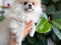 3 Aylık Pomeranian Boo Yavrusu