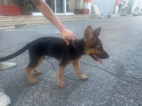 3.5 aylık yavru alman kurdu rex