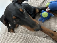 4 aylık yavru doberman