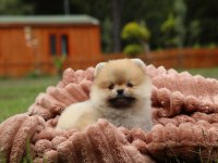 Küçük ayı pomeranian boo