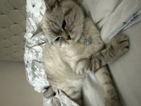 Sahiplendirilecek british shorthair 1.5 yaşında