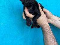 PİNK VE SİYAH DİŞİ ERKEK PUG YAVRULARIMIZ