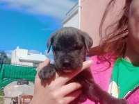 BABA ŞECERELİ DEV CANE CORSO BEBEKLERİM