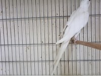 Erkek albino 1 yaşında sultan papağanı