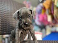 Cane Corso Yavrumuz 2 Aylık