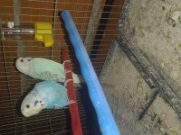 Eş yerli takım muhabbet kuşlar