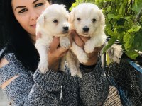 Maltese Terrier Yavrularım
